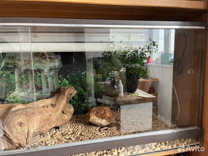 Террариум для ящерицы