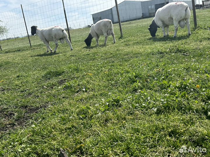 Баранчики дорпер