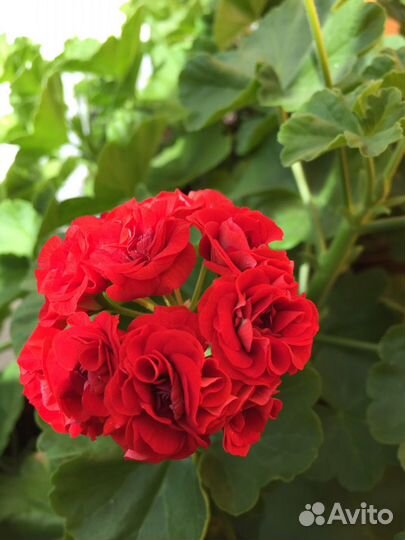 Герань розебудная красная