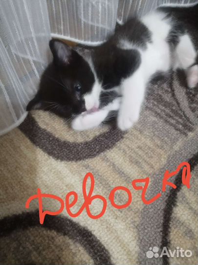 Кошка в дар бесплатно