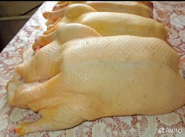 Мясо домашнего гуся