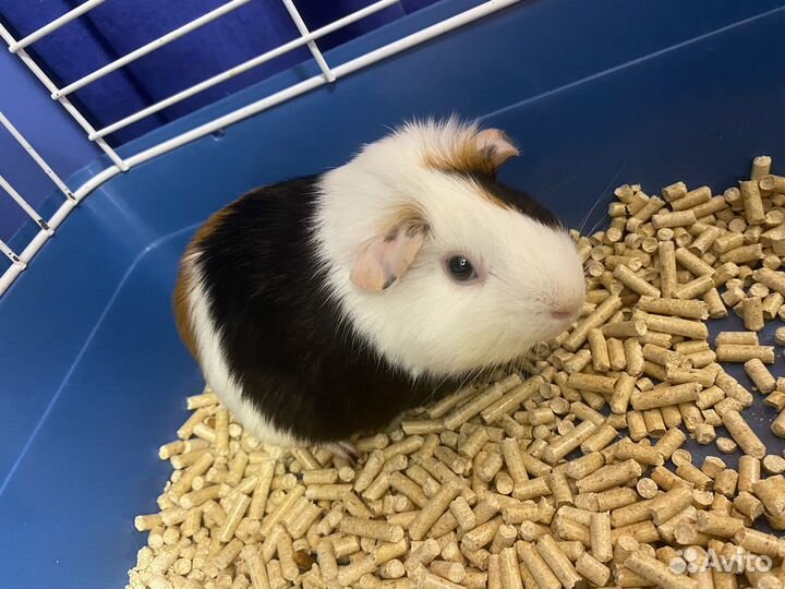 Морская свинка