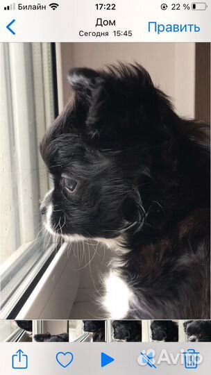 Чихуахуа девочка