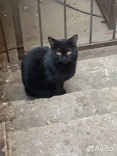 Кошка