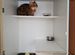 Гостиница для кошек с домашним уютом