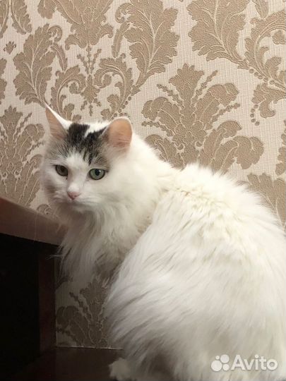 Кошечка только в самые заботливые руки