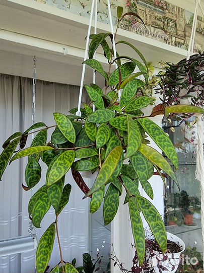 Эсхинантус мраморный