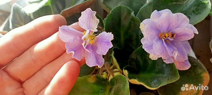 Фиалка (сенполия)