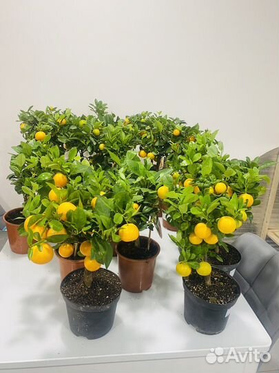 Мандарин лимон