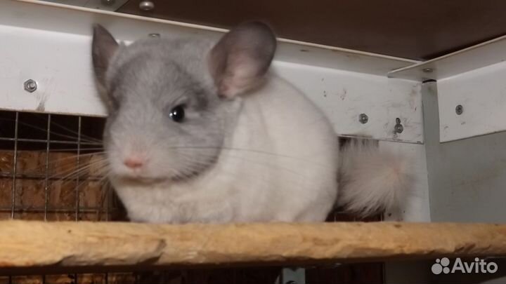 Шиншилла