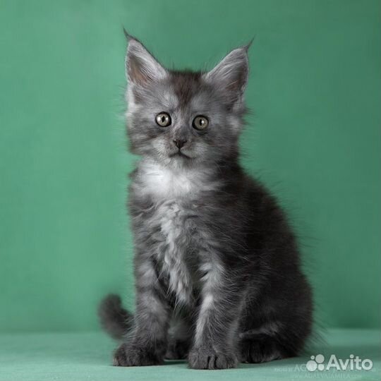 Мейн-кун кошка-подружка Камея