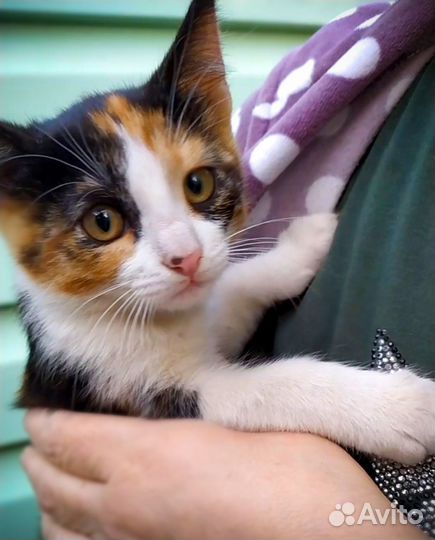 Трёхцветная малышка в самые добрые руки