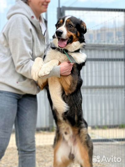 Бернский зенненхунд, метис