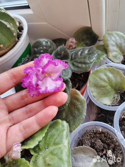 Укорененные листики фиалок