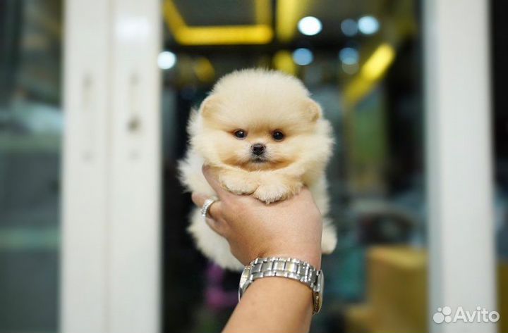 Микро и Мини Померанцы