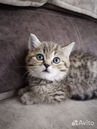 Шотландская девочка