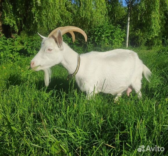 Продажа дойных коз