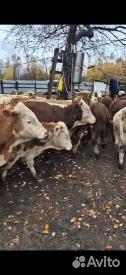 Продажа быков