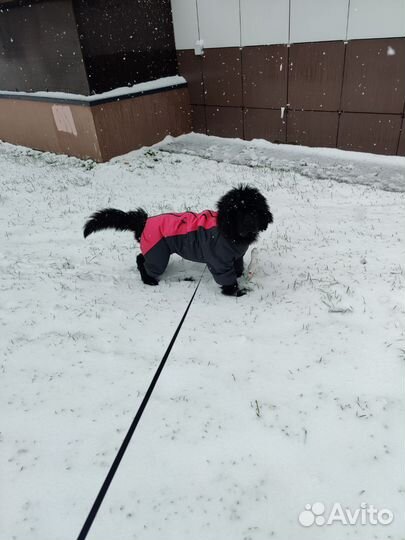 Дождевик для собак