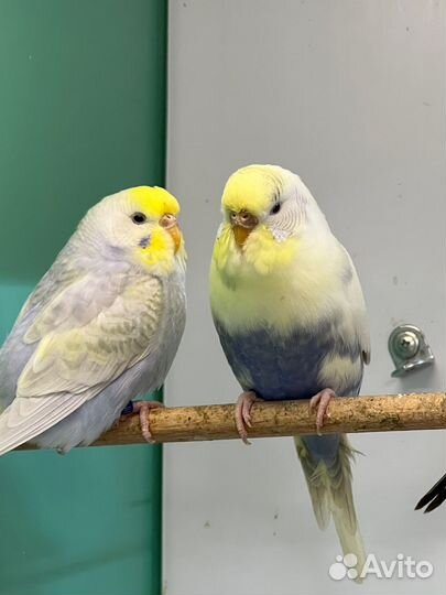 Волнистые попугаи девочки радужные пинто