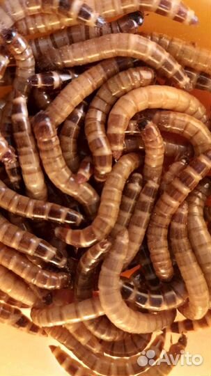 Домовые сверчки / аргентинские тараканы