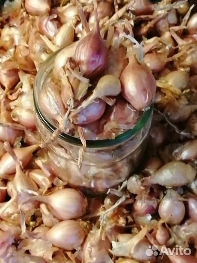 Лук севок шалот семейный