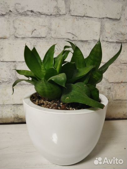 Сансевиерия