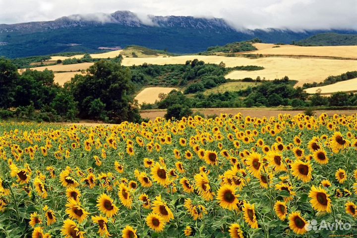 Сопровождение до получения гранта фермеру