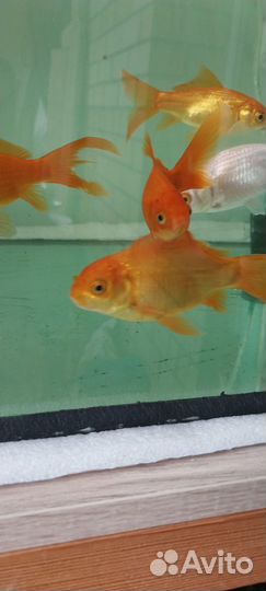 Золотые рыбки.(Кометы)