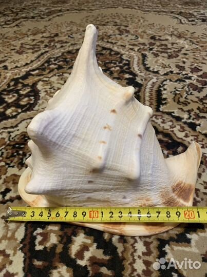 Ракушка, Раковина морская