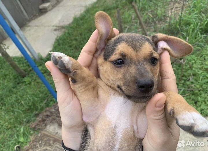 Отдам бесплатно щенки