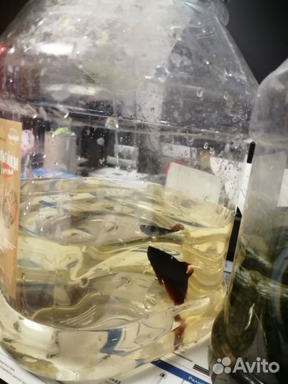 Аквариумные рыбки