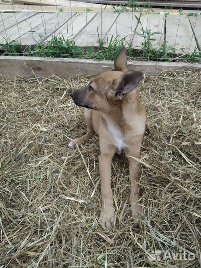 Щенки Собака