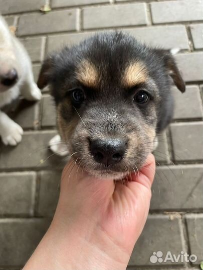 Щенки помесь хаски с лайкой