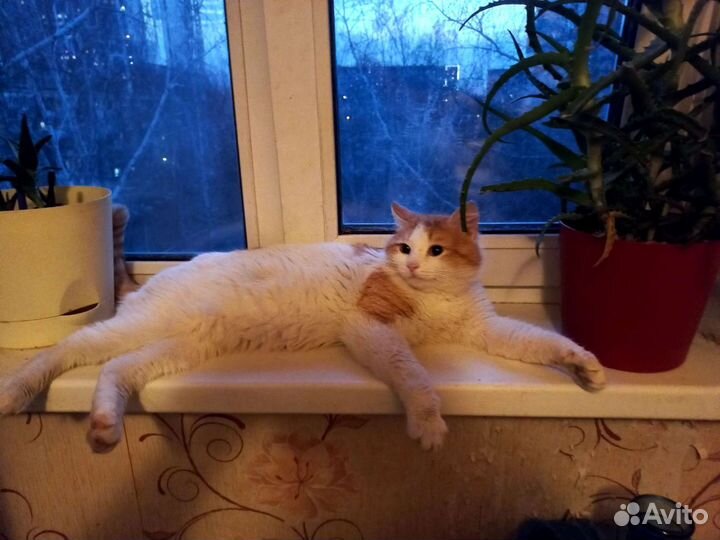 Котик ищет дом