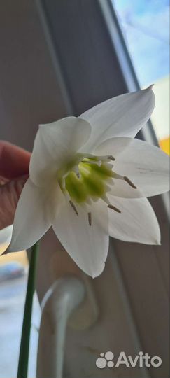 Комнатные цветы, эухарис