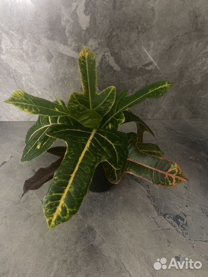 Кротон Экселент