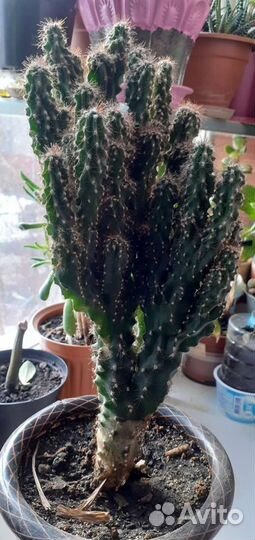 Кактусы и кактусята )