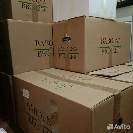 Инкубационное яйцо птицы