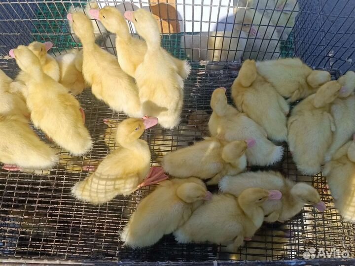 Утята Стар53 Башкирские Агидель Мулард