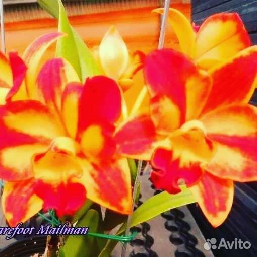 Орхидея фаленопсис