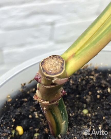 Филодендрон карамель марбл