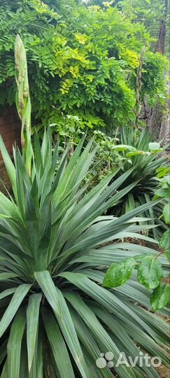 Пальма юкка