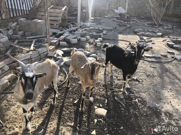 Возможен обмен