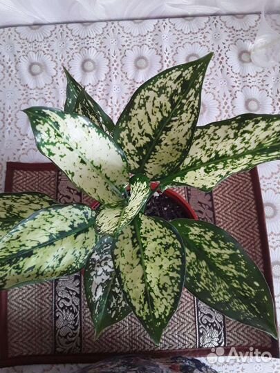 Аглаонема Вайт сильвер Киви