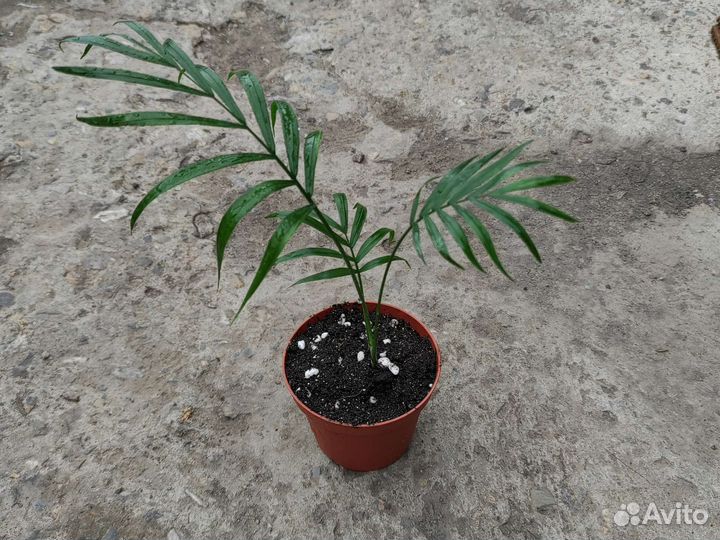 Пальма Хамедорея