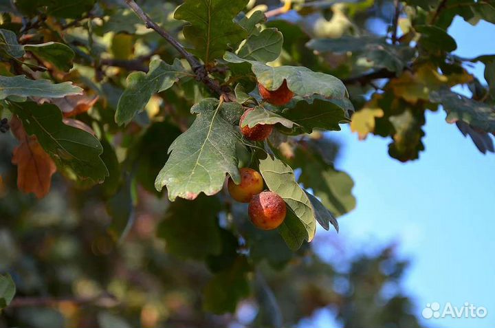 Зеркальный фотоаппарат nikon