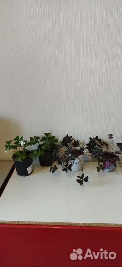 Кислица (Оксалис) зеленая