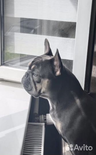 Французский бульдог вязка(есть щенки продажа )