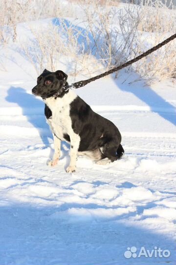 Жуля, метисочка маленького размера